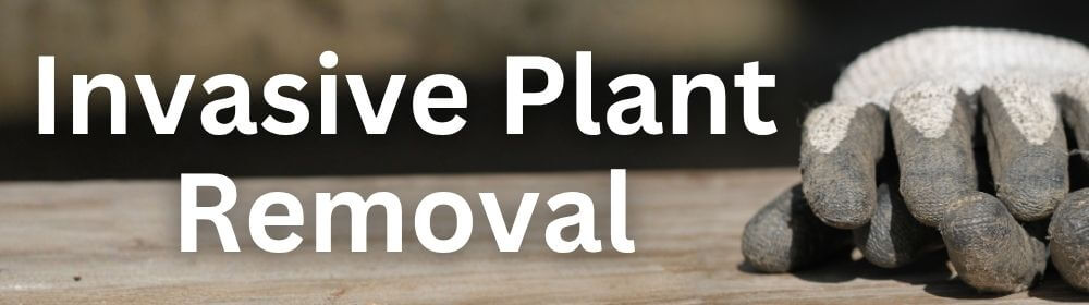 Invasive Plant Removal