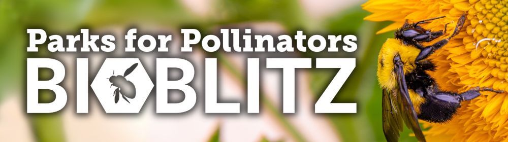 Parks for Pollinators BioBlitz; bumblebee on flower in background